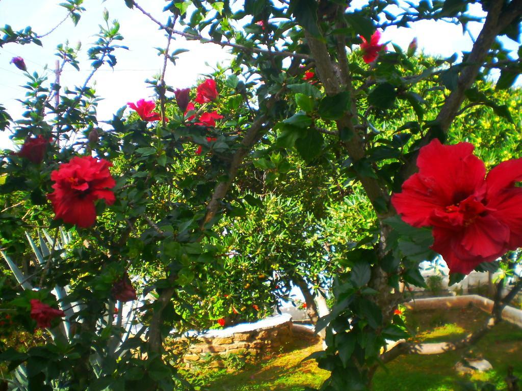 Paros Rita Studios Piso Livadi Oda fotoğraf